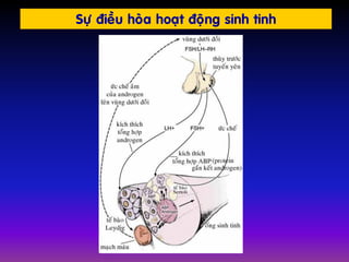 Söï ñieàu hoøa hoaït ñoäng sinh tinh
 