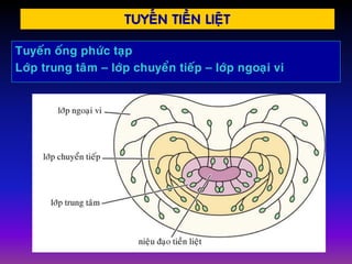 TUYEÁN TIEÀN LIEÄT
Tuyeán oáng phöùc taïp
Lôùp trung taâm – lôùp chuyeån tieáp – lôùp ngoaïi vi
 