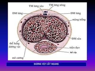DÖÔNG VAÄT CAÉT NGANG
 