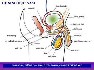 TINH HOAØN, ÑÖÔØNG DAÃN TINH, TUYEÁN SINH DUÏC PHUÏ VAØ DÖÔNG VAÄT
 