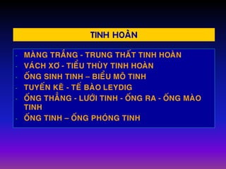 TINH HOAØN
- MAØNG TRAÉNG - TRUNG THAÁT TINH HOAØN
- VAÙCH XÔ - TIEÅU THUØY TINH HOAØN
- OÁNG SINH TINH – BIEÅU MOÂ TINH
- TUYEÁN KEÕ - TEÁ BAØO LEYDIG
- OÁNG THAÚNG - LÖÔÙI TINH - OÁNG RA - OÁNG MAØO
TINH
- OÁNG TINH – OÁNG PHOÙNG TINH
 