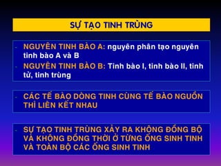 SÖÏ TAÏO TINH TRUØNG
- NGUYEÂN TINH BAØO A: nguyeân phaân taïo nguyeân
tinh baøo A vaø B
- NGUYEÂN TINH BAØO B: Tinh baøo I, tinh baøo II, tinh
töû, tinh truøng
- CAÙC TEÁ BAØO DOØNG TINH CUØNG TEÁ BAØO NGUOÀN
THÌ LIEÂN KEÁT NHAU
- SÖÏ TAÏO TINH TRUØNG XAÛY RA KHOÂNG ÑOÀNG BOÄ
VAØ KHOÂNG ÑOÀNG THÔØI ÔÛ TÖØNG OÁNG SINH TINH
VAØ TOAØN BOÄ CAÙC OÁNG SINH TINH
 