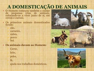 A DOMESTICAÇÃO DE ANIMAIS
 O Homem começou também a cuidar
de pequenas crias de animais,
colocando-as a viver junto de si, em
cercas e currais.
 Os primeiros animais domesticados
foram:
 cão,
 carneiro,
 cabra,
 porco
 boi.
 Os animais davam ao Homem:
 Carne,
 leite,
 peles,
 lã,
 ajuda nos trabalhos domésticos.
 