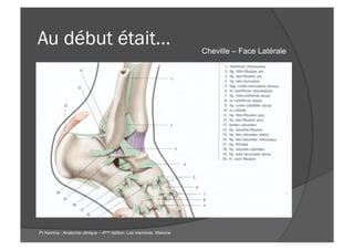 Au début était…
Pr Kamina : Anatomie clinique – 4ème édition; Les membres. Maloine
Cheville – Face Latérale
 