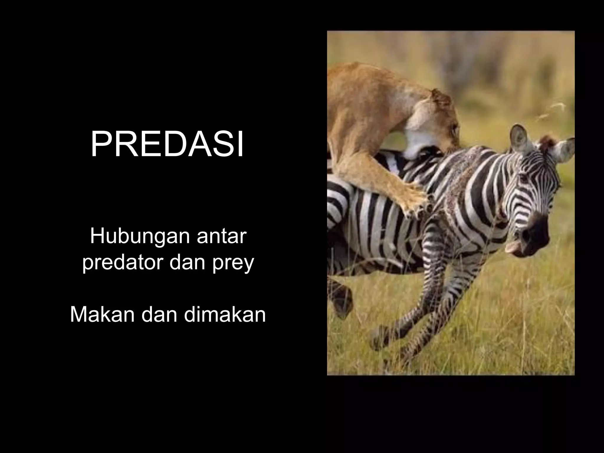 PREDASI
Hubungan antar
predator dan prey
Makan dan dimakan