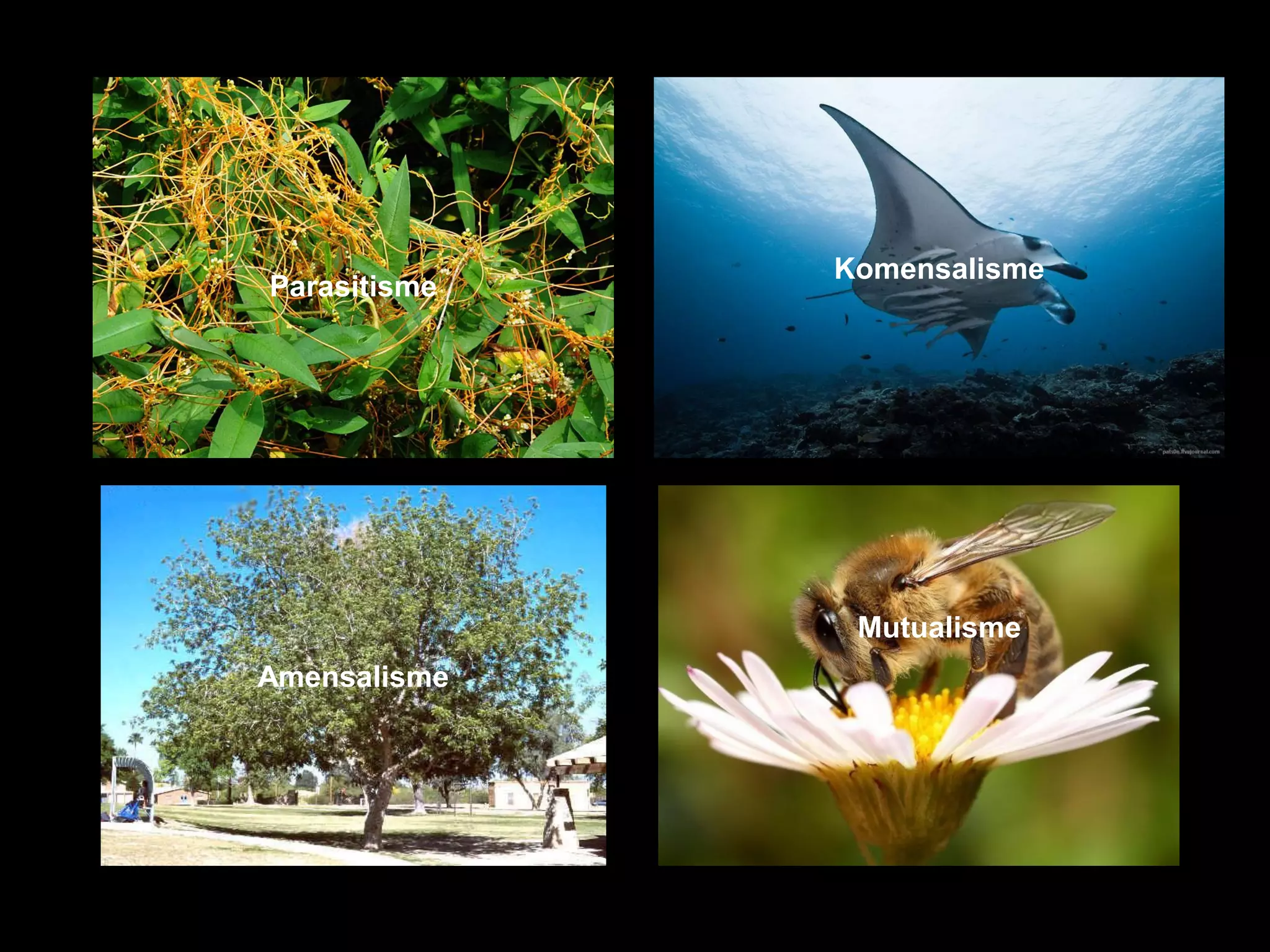 Parasitisme
Komensalisme
Amensalisme
Mutualisme