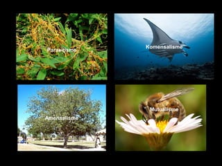Parasitisme
Komensalisme
Amensalisme
Mutualisme
 