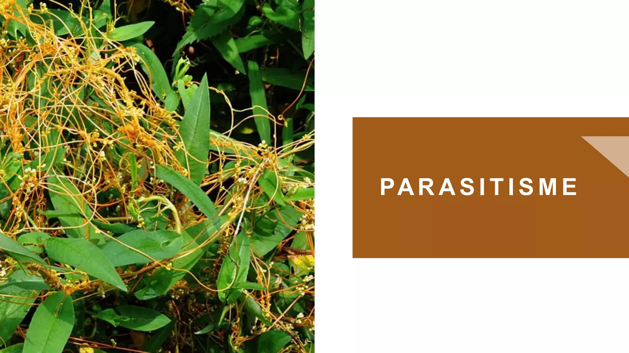 PAR A S I T I S M E
0
 