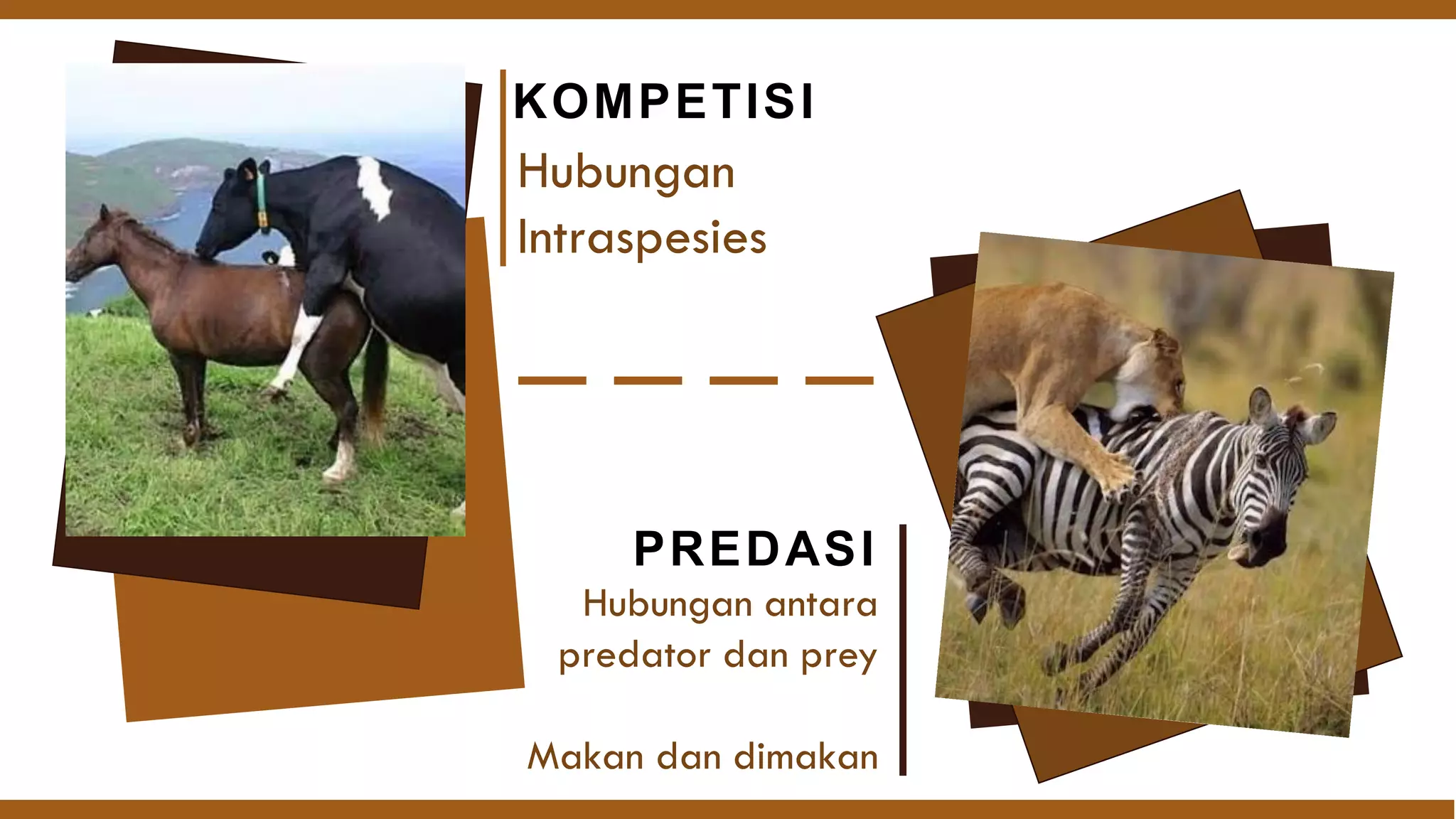 Hubungan
Intraspesies
KOMPETISI
Hubungan antara
predator dan prey
Makan dan dimakan
PREDASI
 