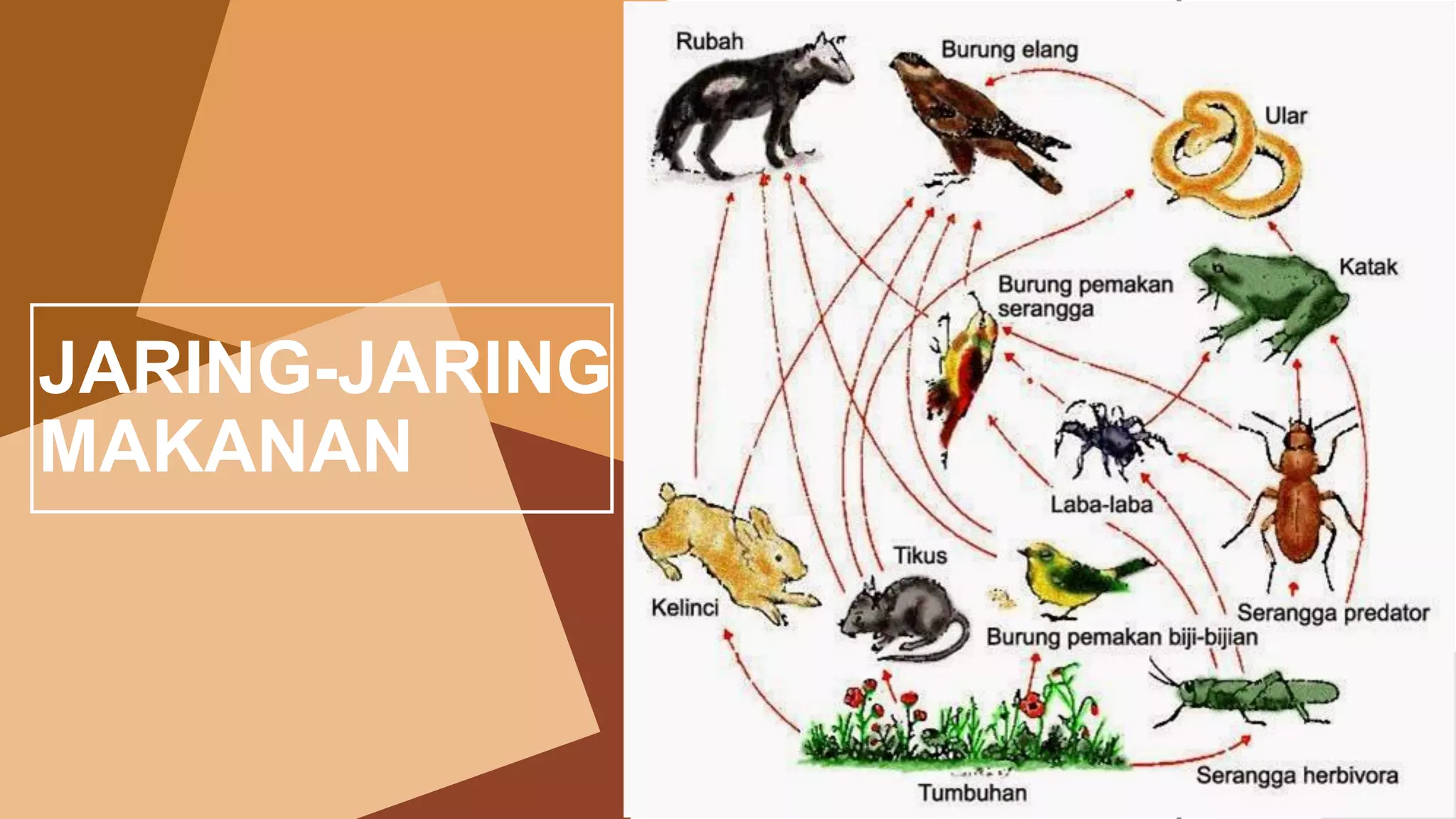 2015
2016
2017
2018
2019
2014
JARING-JARING
MAKANAN
 