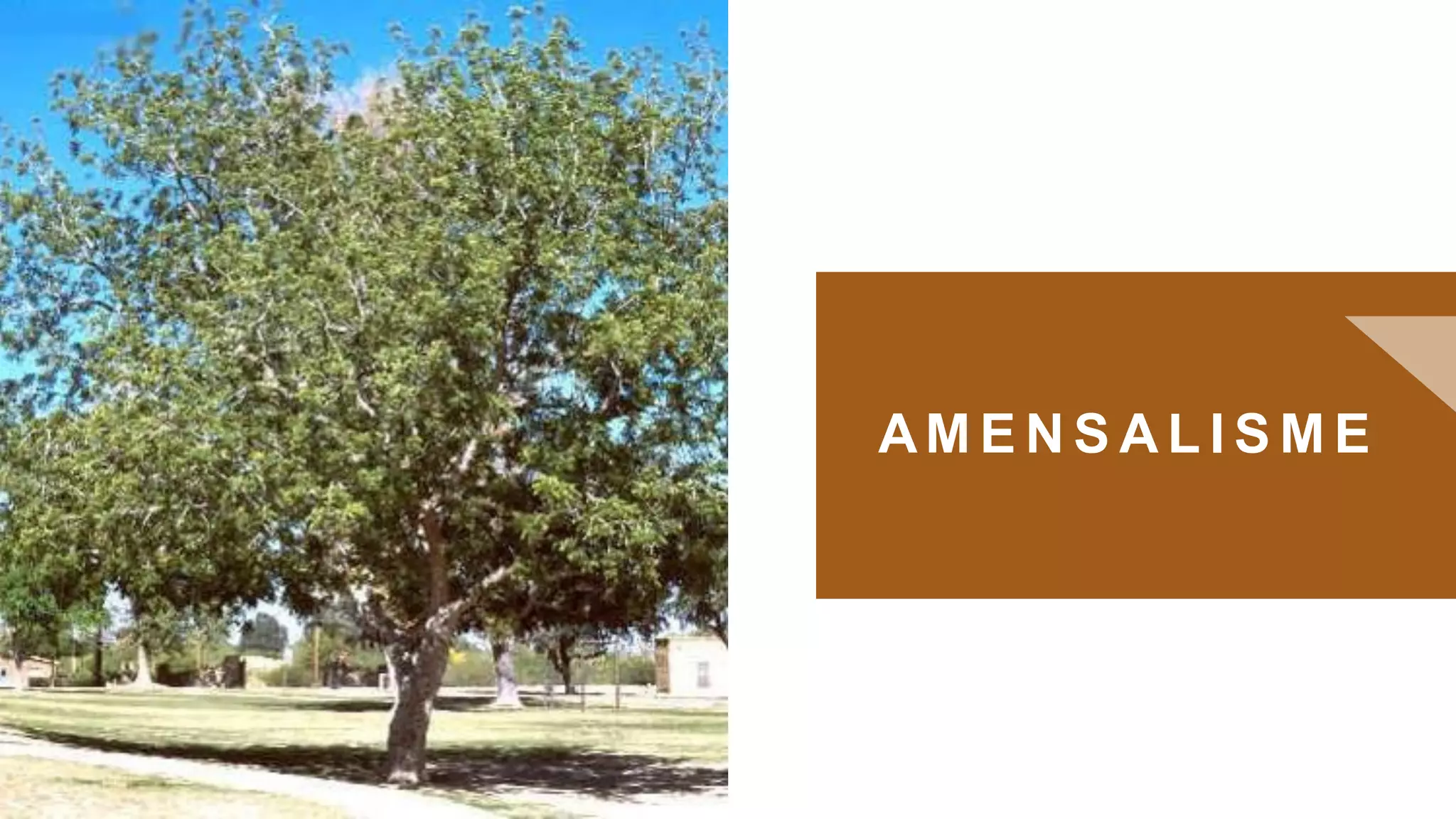 AM E N S A L I S M E
0
 