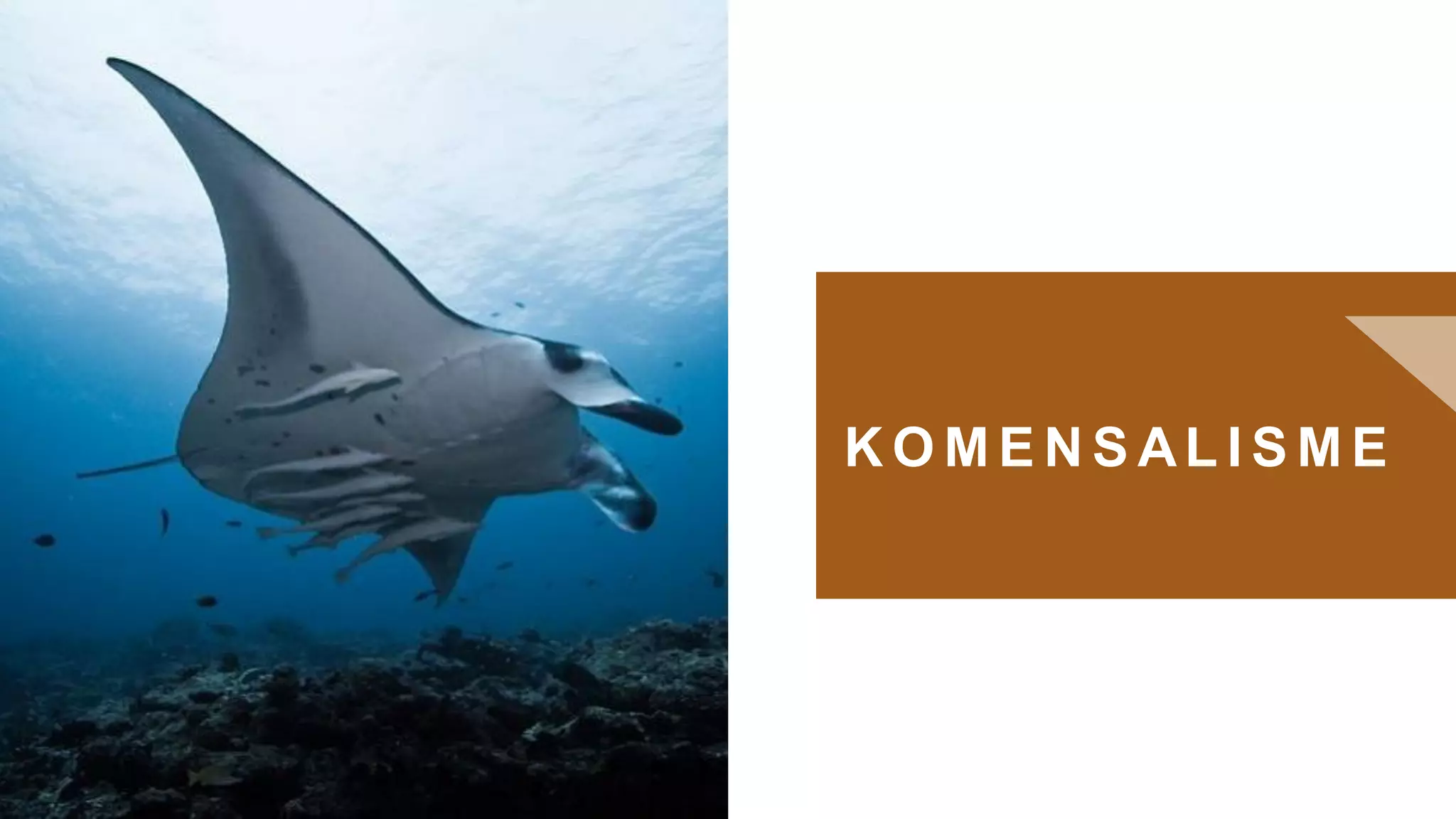 K O M E N S AL I S M E
0
 