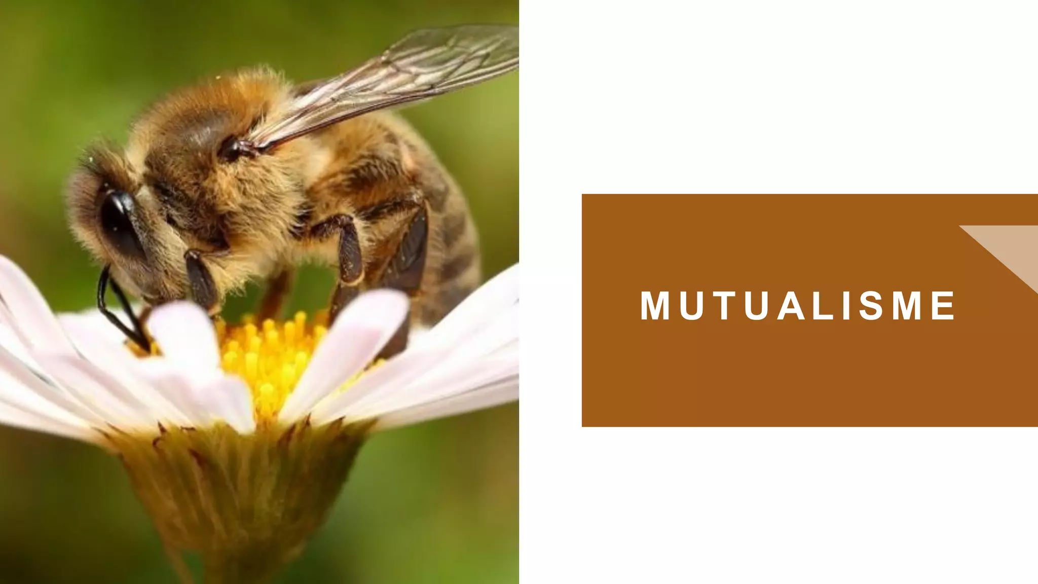 M U T U AL I S M E
0
 