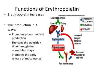 Regulation of erytropioesis | PPTX