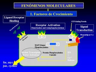 FENÓMENOS MOLECULARES
1. Factores de Crecimiento
 