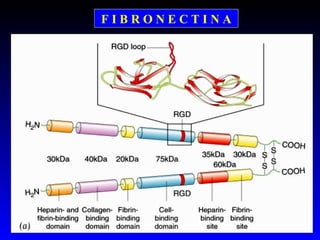 F I B R O N E C T I N A
 