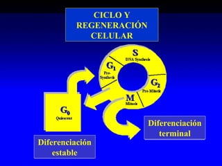 CICLO Y
REGENERACIÓN
CELULAR
Diferenciación
terminal
Diferenciación
estable
 