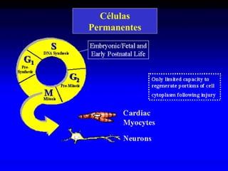 Células
Permanentes
 