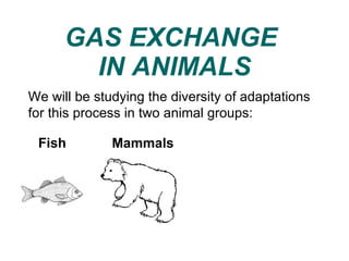 GAS EXCHANGE  IN ANIMALS We will be studying the diversity of adaptations for this process in two animal groups:  Mammals Fish 