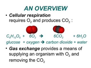 04 respiration in animals | PPT