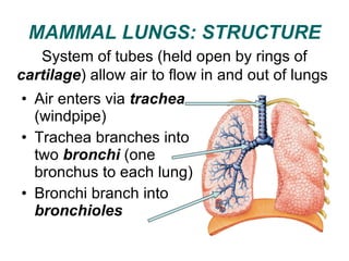 04 respiration in animals