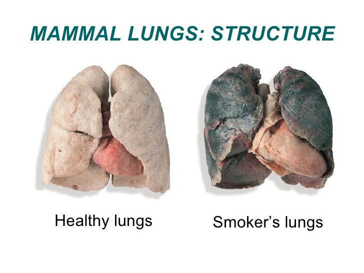 04 respiration in animals