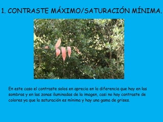 1. CONTRASTE MÁXIMO/SATURACIÓN MÍNIMA. 
En este caso el contraste solos en aprecia en la diferencia que hay en las 
sombras y en las zonas iluminadas de la imagen, casi no hay contraste de 
colores ya que la saturación es mínima y hay una gama de grises. 
 