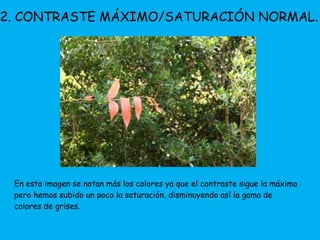 2. CONTRASTE MÁXIMO/SATURACIÓN NORMAL. 
En esta imagen se notan más los colores ya que el contraste sigue la máximo 
pero hemos subido un poco la saturación, disminuyendo así la gama de 
colores de grises. 
 