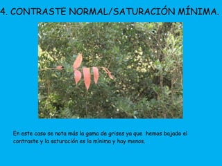 4. CONTRASTE NORMAL/SATURACIÓN MÍNIMA. 
En este caso se nota más la gama de grises ya que hemos bajado el 
contraste y la saturación es la mínima y hay menos. 
 