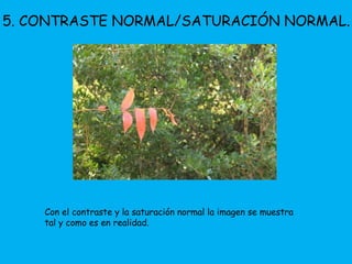 5. CONTRASTE NORMAL/SATURACIÓN NORMAL. 
Con el contraste y la saturación normal la imagen se muestra 
tal y como es en realidad. 
 