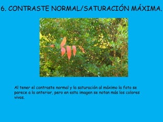 6. CONTRASTE NORMAL/SATURACIÓN MÁXIMA. 
Al tener el contraste normal y la saturación al máximo la foto se 
parece a la anterior, pero en esta imagen se notan más los colores 
vivos. 
 