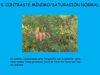 8. CONTRASTE MÍNIMO/SATURACIÓN NORMAL. 
En cambio, comparando esta fotografía con la anterior, esta 
tiene menos tonos grisáceos, pero no tiene los tonos que hay 
en realidad. 
 