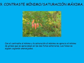 9. CONTRASTE MÍNIMO/SATURACIÓN MÁXIMA. 
Con el contraste al mínimo y la saturación al máximo se aprecia el mínimo 
de grises que se apreciaban en las dos fotos anteriores. Los tonos se 
siguen cogiendo anaranjados. 
 