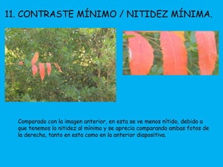 11. CONTRASTE MÍNIMO / NITIDEZ MÍNIMA. 
Comparado con la imagen anterior, en esta se ve menos nítido, debido a 
que tenemos la nitidez al mínimo y se aprecia comparando ambas fotos de 
la derecha, tanto en esta como en la anterior diapositiva. 
 