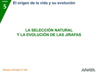 UNIDAD
5
Biología y Geología 4.º ESO
El origen de la vida y su evolución
LA SELECCIÓN NATURAL
Y LA EVOLUCIÓN DE LAS JIRAFAS
 