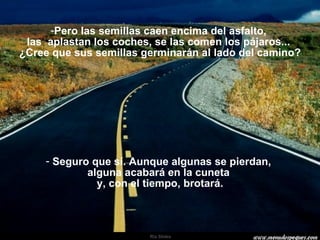 Pero las semillas caen encima del asfalto,  las  aplastan los coches, se las comen los pájaros...  ¿Cree que sus semillas germinarán al lado del camino? Seguro que sí. Aunque algunas se pierdan,  alguna acabará en la cuneta  y, con el tiempo, brotará. 