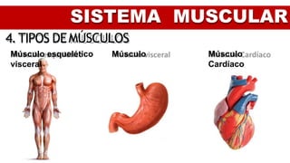 SISTEMA MUSCULAR
4.TIPOS DEMÚSCULOS
Músculo esquelético Músculo
visceral
Músculo
Cardíaco
 