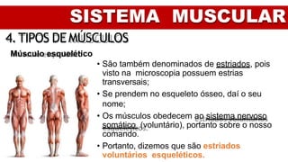 SISTEMA MUSCULAR
4.TIPOS DEMÚSCULOS
Músculo esquelético
• São também denominados de estriados, pois
visto na microscopia possuem estrias
transversais;
• Se prendem no esqueleto ósseo, daí o seu
nome;
• Os músculos obedecem ao sistema nervoso
somático (voluntário), portanto sobre o nosso
comando.
• Portanto, dizemos que são estriados
voluntários esqueléticos.
 