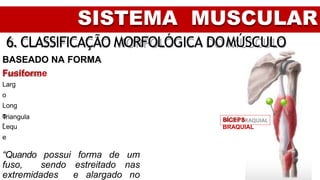SISTEMA MUSCULAR
6. CLASSIFICAÇÃO MORFOLÓGICA DOMÚSCULO
BASEADO NA FORMA
Fusiforme
Larg
o
Long
o
Lequ
e
Triangula
r
BÍCEPS
BRAQUIAL
“Quando possui forma de um
fuso, sendo estreitado nas
extremidades e alargado no
 