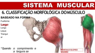 MÚSCULO GLÚTEO
MÁXIMO
SISTEMA MUSCULAR
6. CLASSIFICAÇÃO MORFOLÓGICA DOMÚSCULO
BASEADO NA FORMA
Fusiforme
Largo
Longo
Leque
Triangul
ar
“Quando o comprimento e
a largura se
 