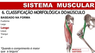 SISTEMA MUSCULAR
6. CLASSIFICAÇÃO MORFOLÓGICA DOMÚSCULO
BASEADO NA FORMA
Fusiforme
Largo
Longo
Leque
Triangul
ar
“Quando o comprimento é maior
que a largura”
MÚSCULO
SARTÓRIO
 