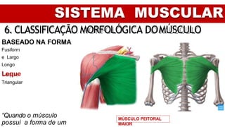 SISTEMA MUSCULAR
6. CLASSIFICAÇÃO MORFOLÓGICA DOMÚSCULO
BASEADO NA FORMA
Fusiform
e Largo
Longo
Leque
Triangular
“Quando o músculo
possui a forma de um
MÚSCULO PEITORAL
MAIOR
 