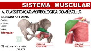 SISTEMA MUSCULAR
6. CLASSIFICAÇÃO MORFOLÓGICA DOMÚSCULO
BASEADO NA FORMA
Fusiform
e Largo
Longo
Leque
Triangular
“Quando tem a forma
de um
MÚSCULO
PERIFORME
MÚSCULO
DELTÓIDE
 