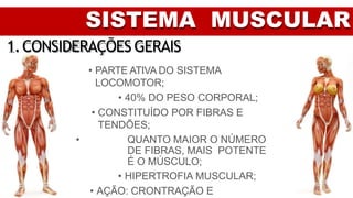 SISTEMA MUSCULAR
1.CONSIDERAÇÕESGERAIS
• PARTE ATIVA DO SISTEMA
LOCOMOTOR;
• 40% DO PESO CORPORAL;
• CONSTITUÍDO POR FIBRAS E
TENDÕES;
• QUANTO MAIOR O NÚMERO
DE FIBRAS, MAIS POTENTE
É O MÚSCULO;
• HIPERTROFIA MUSCULAR;
• AÇÃO: CRONTRAÇÃO E
 