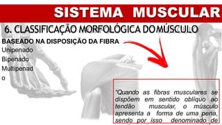 SISTEMA MUSCULAR
6. CLASSIFICAÇÃO MORFOLÓGICA DOMÚSCULO
BASEADO NA DISPOSIÇÃO DA FIBRA
Unipenado
Bipenado
Multipenad
o
“Quando as fibras musculares se
dispõem em sentido oblíquo ao
tendão muscular, o músculo
apresenta a forma de uma pena,
sendo por isso denominado de
 