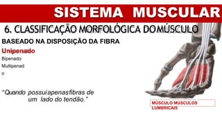 SISTEMA MUSCULAR
6. CLASSIFICAÇÃO MORFOLÓGICA DOMÚSCULO
BASEADO NA DISPOSIÇÃO DA FIBRA
Unipenado
Bipenado
Multipenad
o
“Quando possuiapenasfibras de
um lado do tendão.” MÚSCULO MUSCULOS
LUMBRICAIS
 