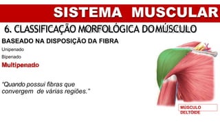 SISTEMA MUSCULAR
6. CLASSIFICAÇÃO MORFOLÓGICA DOMÚSCULO
BASEADO NA DISPOSIÇÃO DA FIBRA
Unipenado
Bipenado
Multipenado
“Quando possui fibras que
convergem de várias regiões.”
MÚSCULO
DELTÓIDE
 