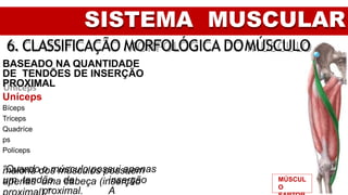 SISTEMA MUSCULAR
6. CLASSIFICAÇÃO MORFOLÓGICA DOMÚSCULO
BASEADO NA QUANTIDADE
DE TENDÕES DE INSERÇÃO
PROXIMAL
Uníceps
Bíceps
Tríceps
Quadríce
ps
Políceps
“Quando o músculo possui apenas
um tendão de inserção
proximal. A
maioria dos músculos possuem
apenas uma cabeça (inserção MÚSCUL
O
 