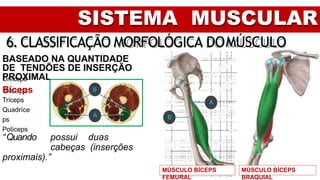 SISTEMA MUSCULAR
6. CLASSIFICAÇÃO MORFOLÓGICA DOMÚSCULO
BASEADO NA QUANTIDADE
DE TENDÕES DE INSERÇÃO
PROXIMAL
Uníceps
Bíceps
Tríceps
Quadríce
ps
Políceps
“Quando possui duas
cabeças (inserções
proximais).”
MÚSCULO BÍCEPS
BRAQUIAL
MÚSCULO BÍCEPS
FEMURAL
B
B
A
A
 