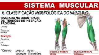 SISTEMA MUSCULAR
6. CLASSIFICAÇÃO MORFOLÓGICA DOMÚSCULO
BASEADO NA QUANTIDADE
DE TENDÕES DE INSERÇÃO
PROXIMAL
Unícep
s
Bíceps
Tríceps
Quadríce
ps
Políceps
“Quando possui duas
cabeças (inserções
MÚSCULO TRÍCEPS
BRAQUIAL
MÚSCULO TRÍCEPS
SURAL
 